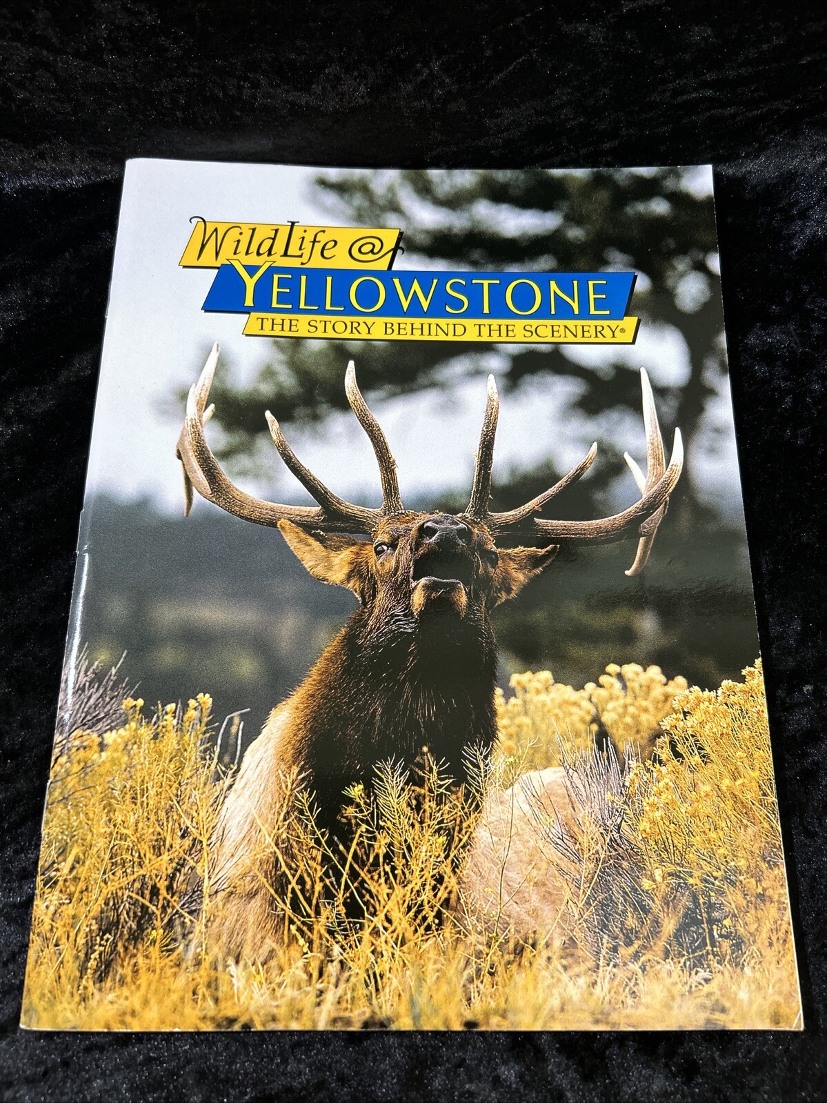 Wildlife @ Yellowstone – Sue Consolo-Murphy/Kerry Murphy – p/b 1999 1stEd/1stPr