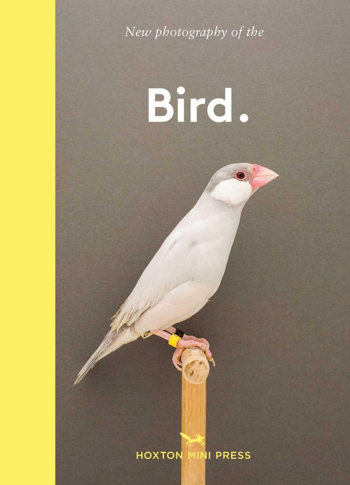New photography of the Bird. by Gemma Padly