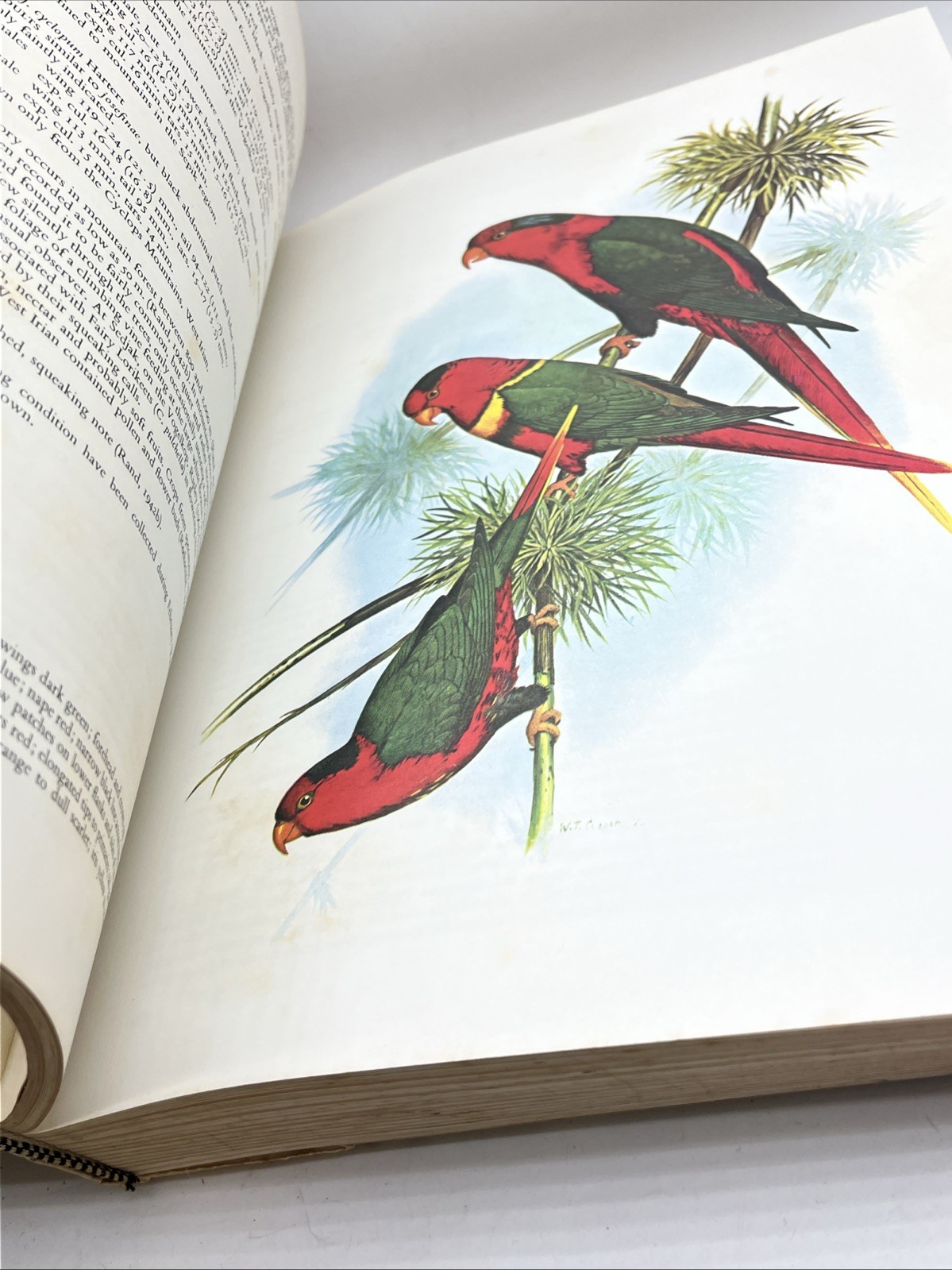 PARROTS OF THE WORLD Joseph M Forshaw Illustrated William T Cooper 1977