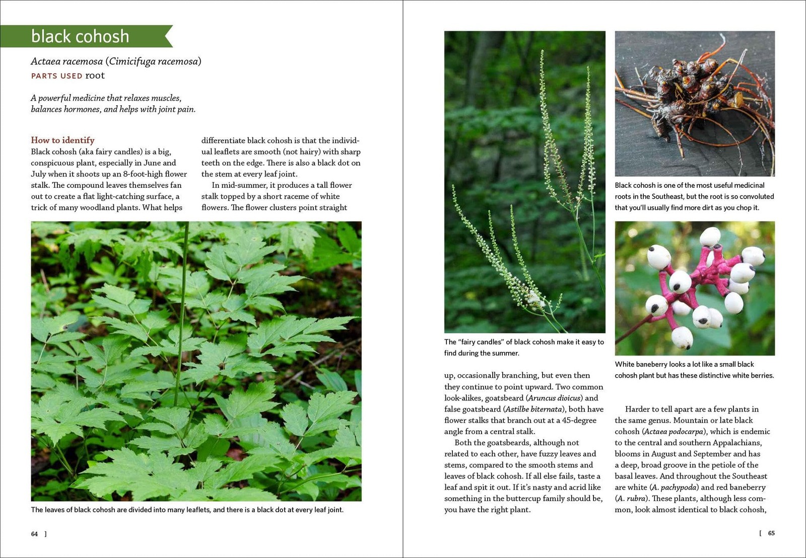 Medicinal Plants Southeast 106 Wild Herbs Identify Harvest Health Uses Book NEW
