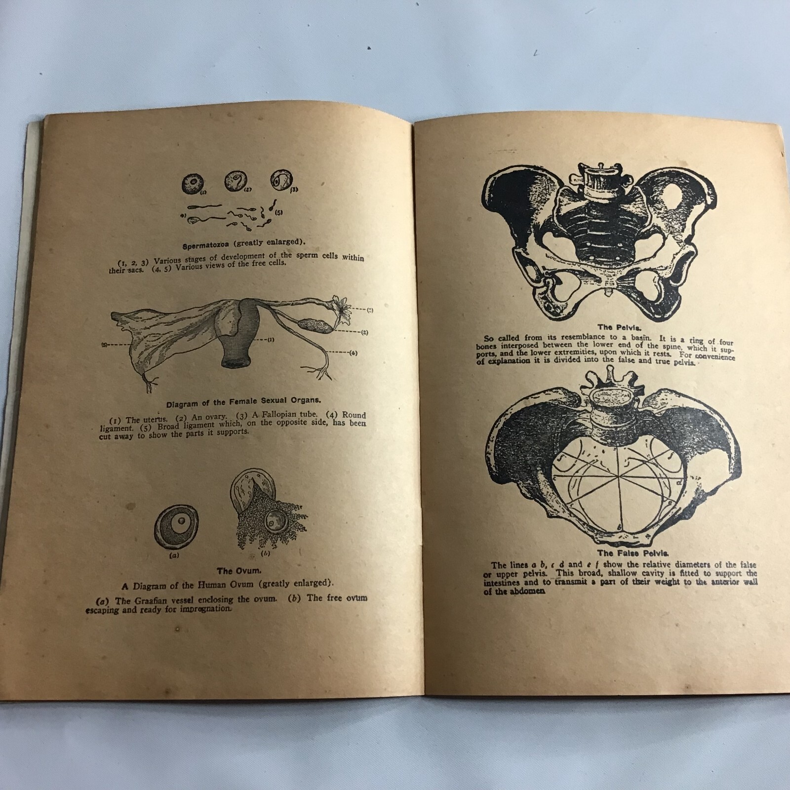 The mysteries of life by Joseph Greer MD Laws Generation Organs Of Life 1929 MM