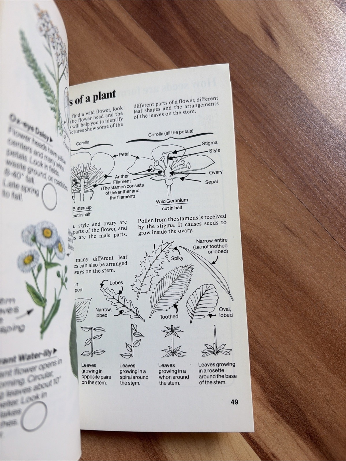 Wild Flowers: Of North America (Spotters Guide) 1979 First American Edition