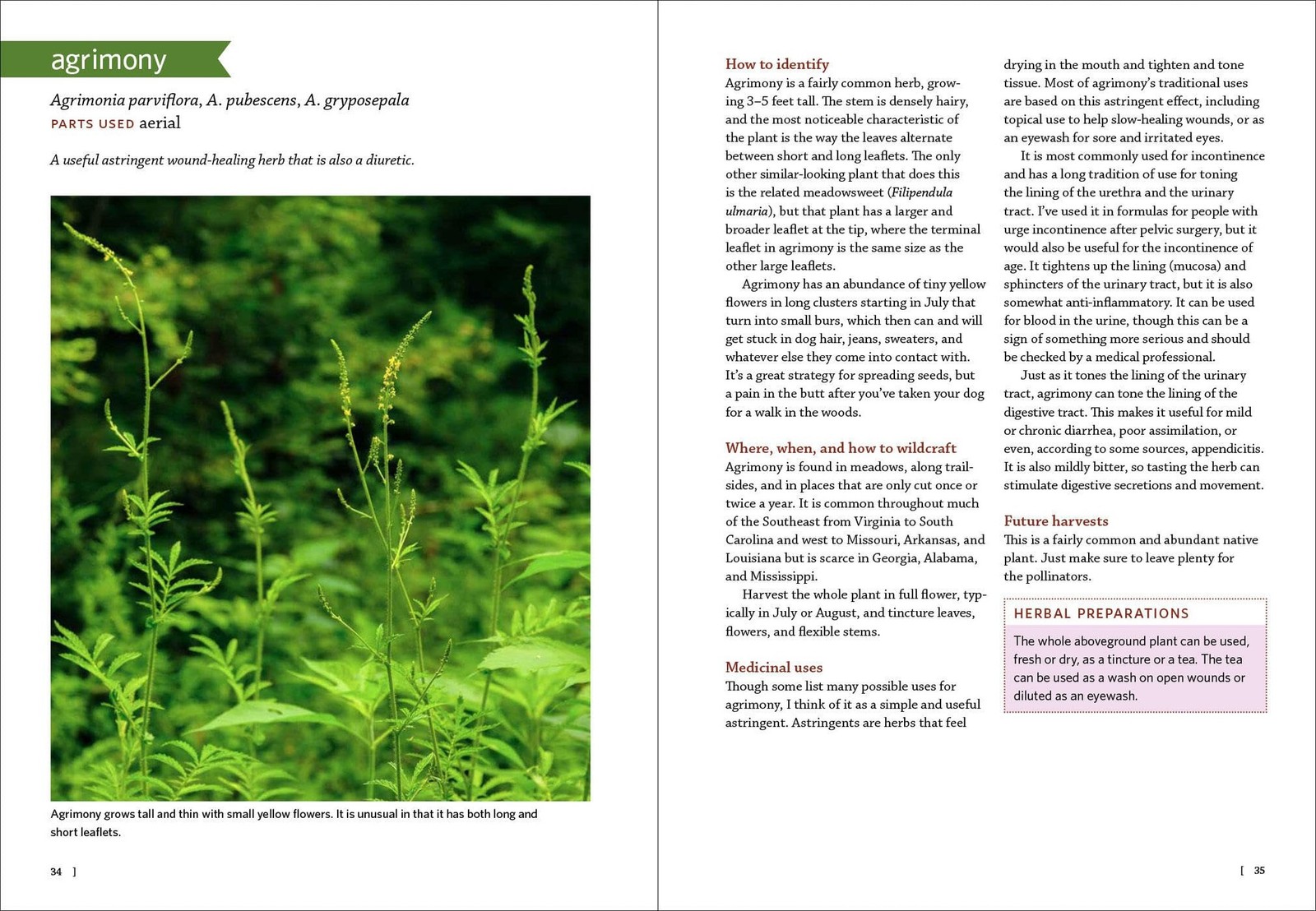 Medicinal Plants Southeast 106 Wild Herbs Identify Harvest Health Uses Book NEW