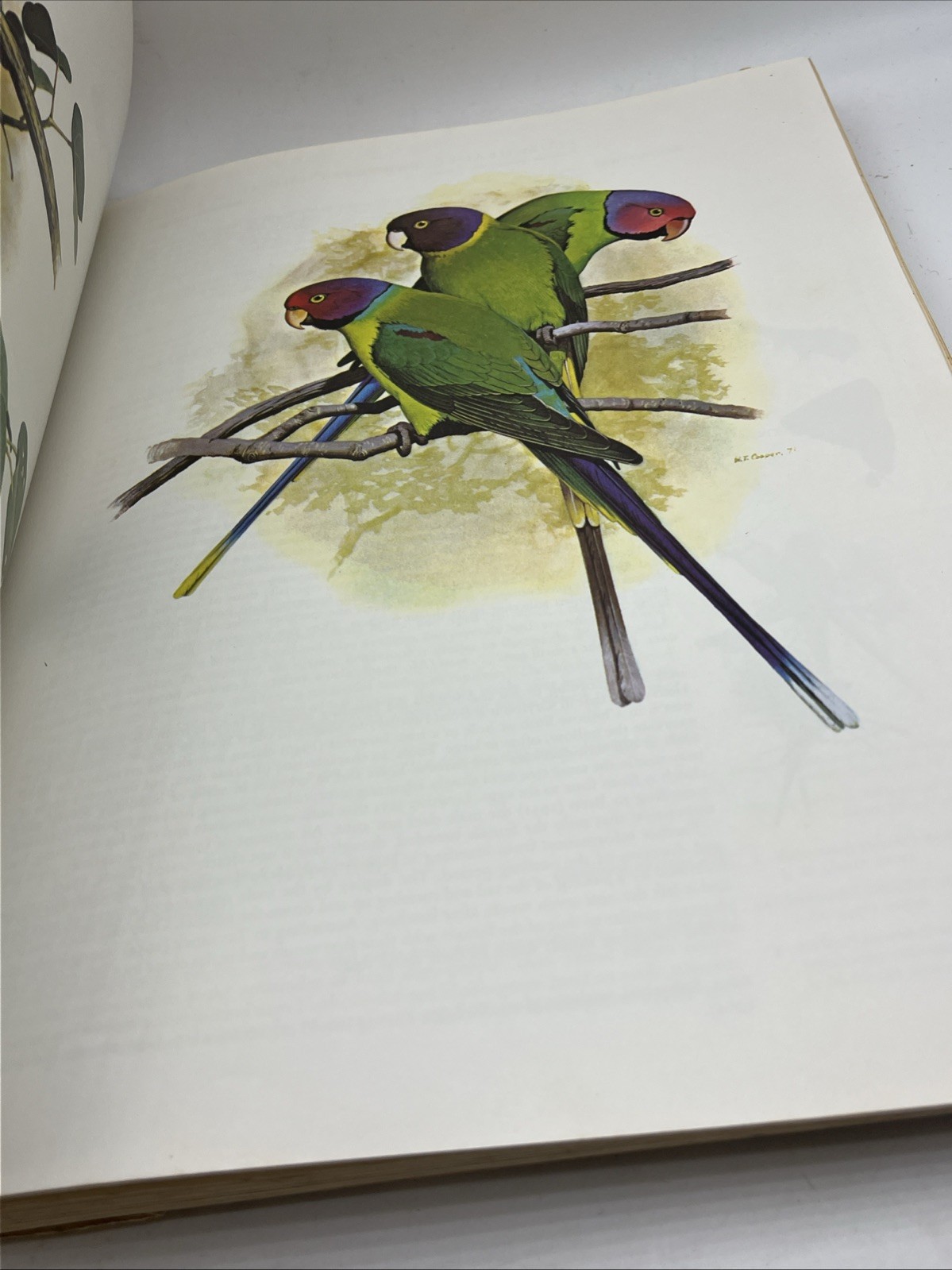 PARROTS OF THE WORLD Joseph M Forshaw Illustrated William T Cooper 1977
