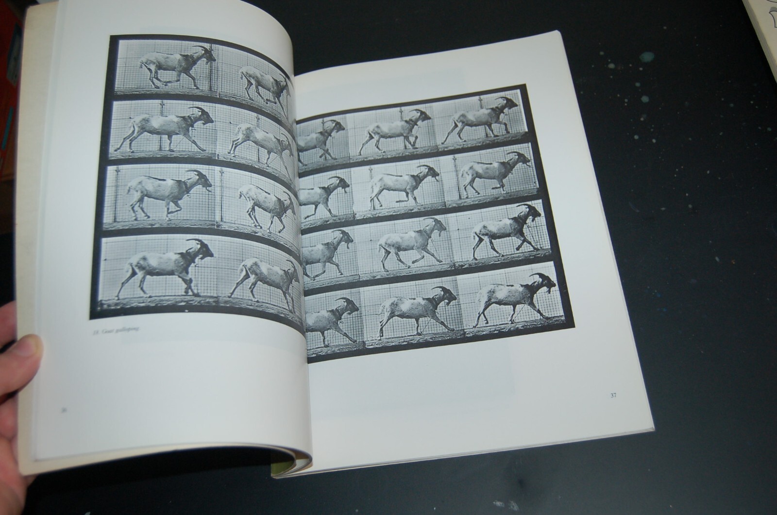 Horses and Other Animals in Motion: 45 Class… by Muybridge, Eadweard Paperback