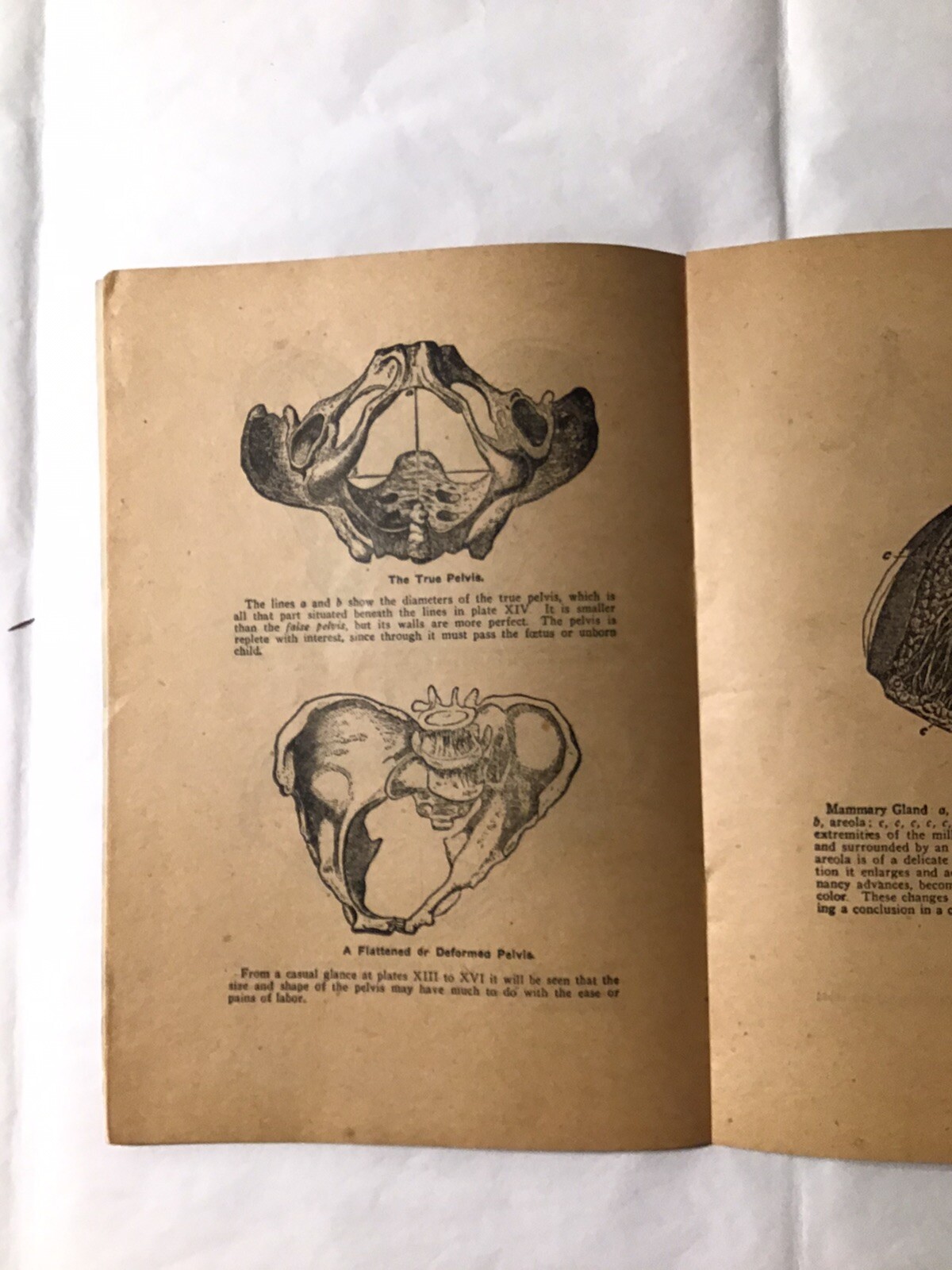 The mysteries of life by Joseph H Greer MD Laws Generation Organs Of Life 1929
