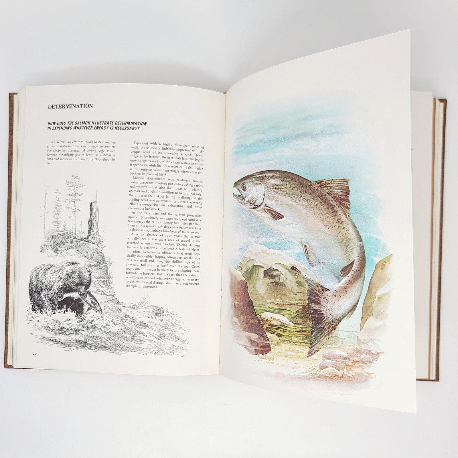 1976 Character Sketches Vol 1 Scripture Nature Illustrations IBLP HC