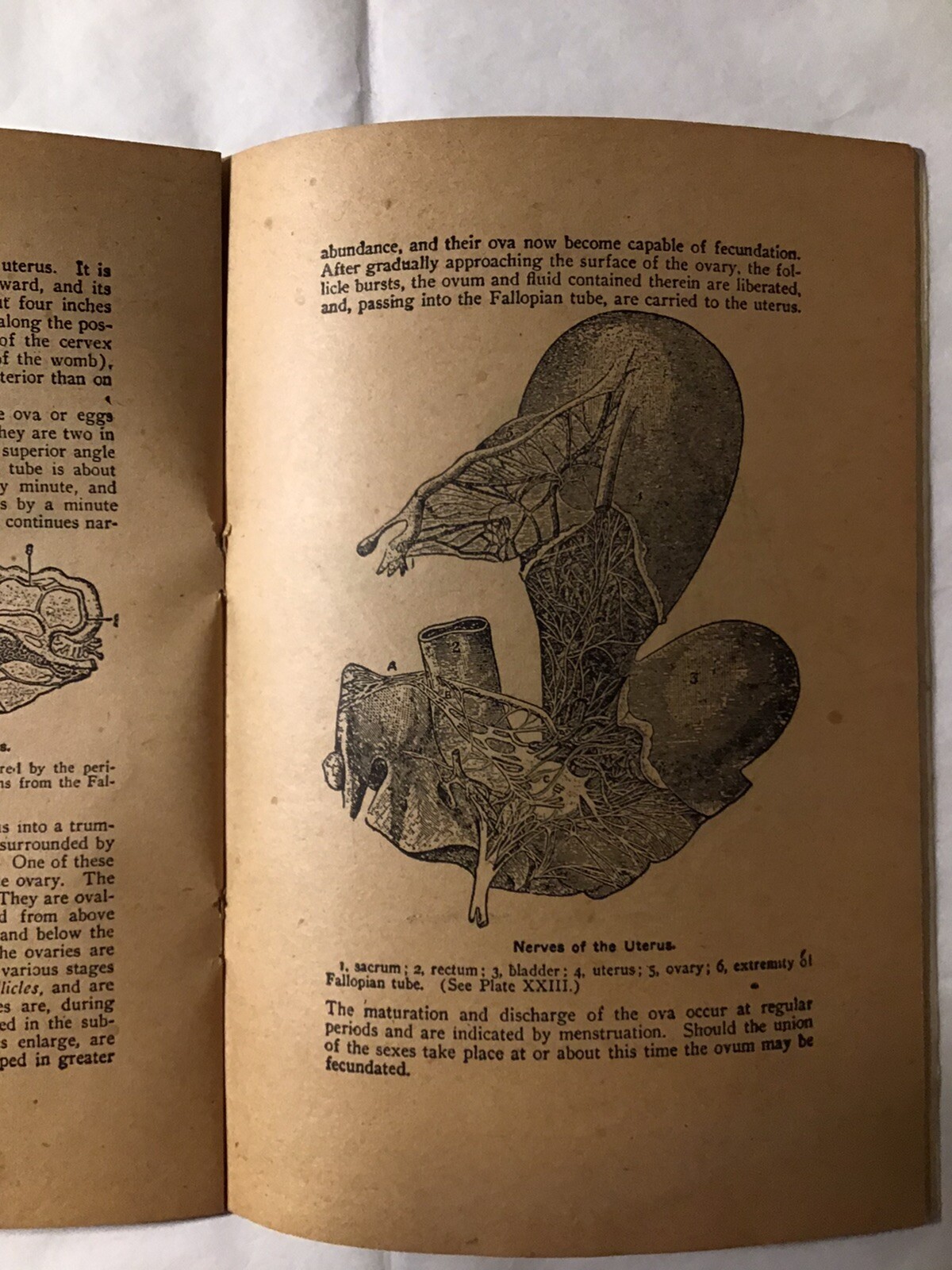 The mysteries of life by Joseph H Greer MD Laws Generation Organs Of Life 1929