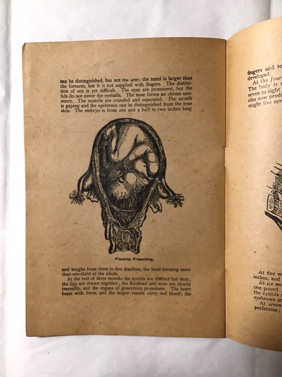 The mysteries of life by Joseph H Greer MD Laws Generation Organs Of Life 1929