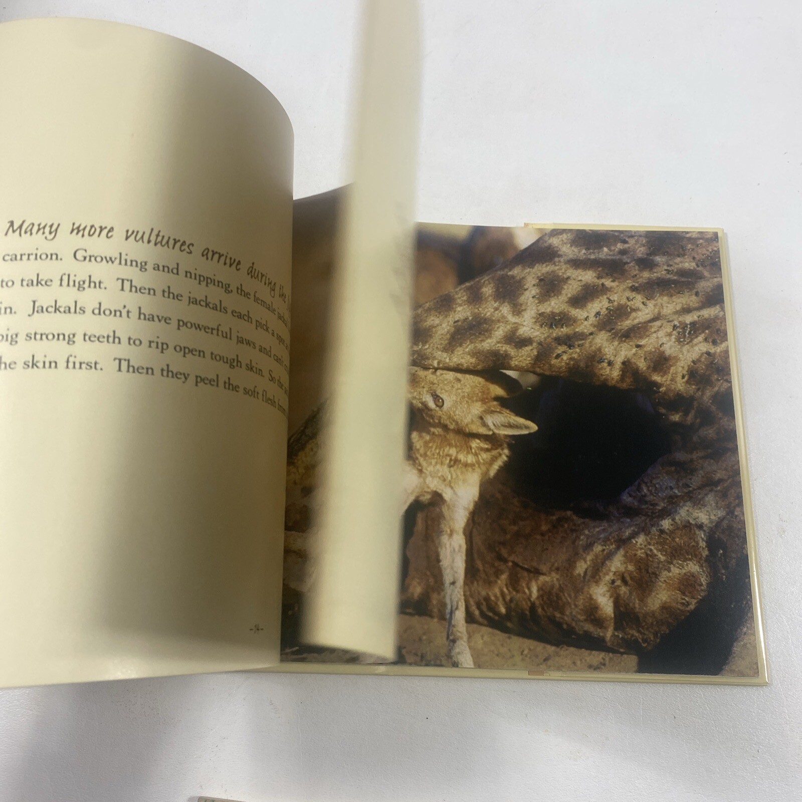 Jackals – Sandra Markle (2005, Hardcover, Dust Jacket)