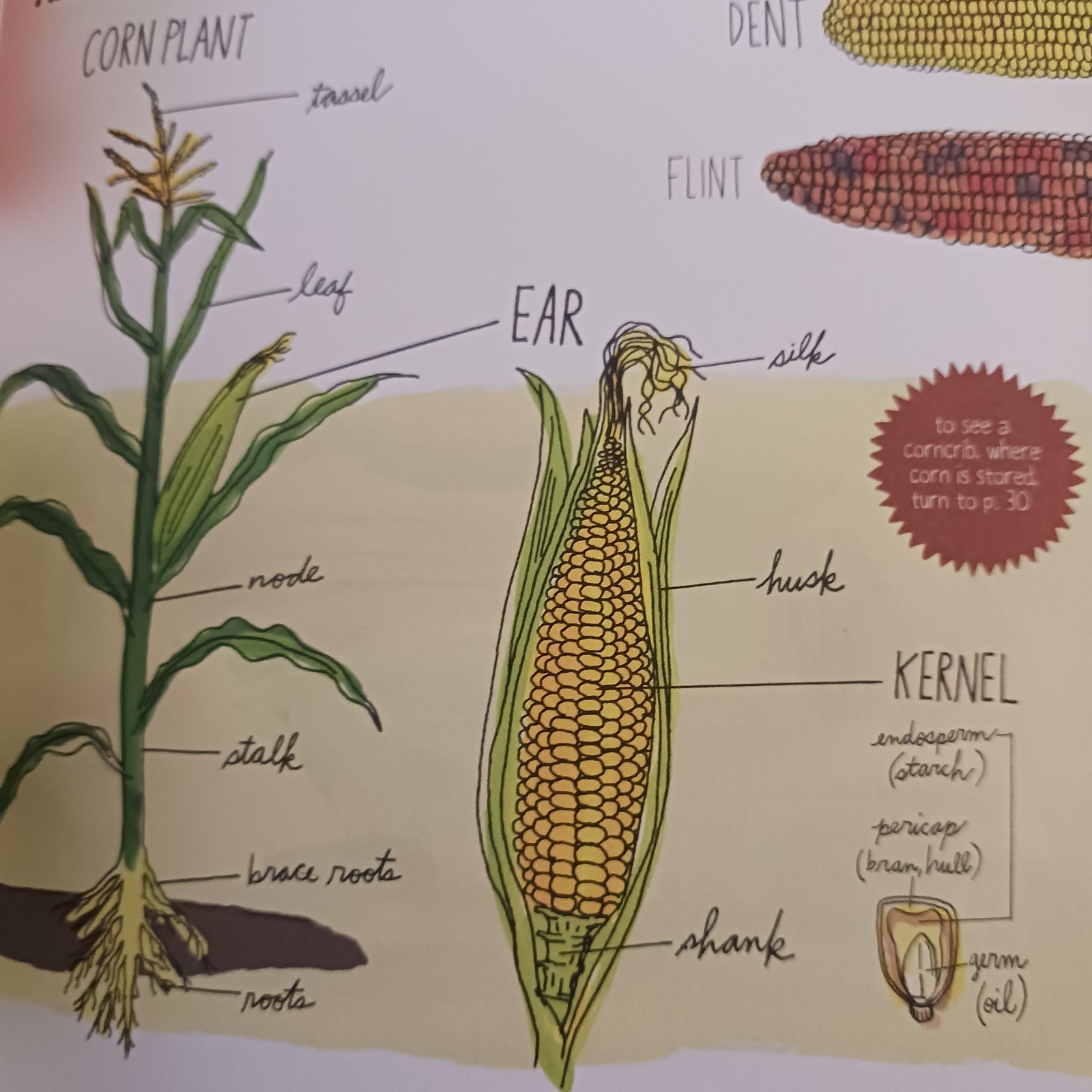 Illustrated Book: FARM ANATOMY Curious Parts & Pieces of Country Life Rothman PB