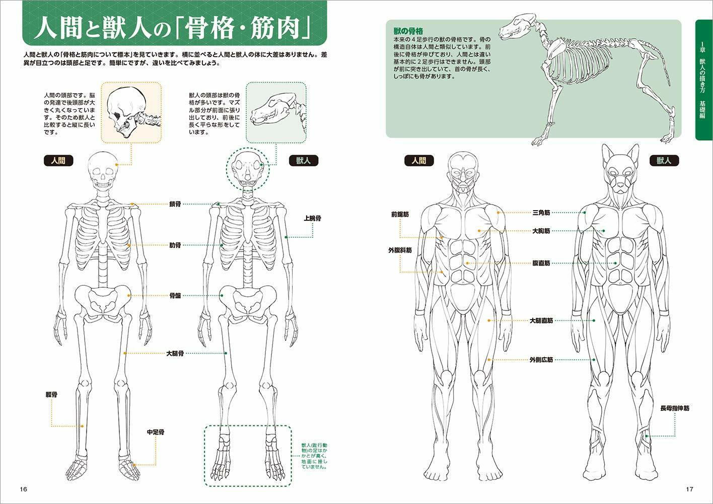 How to draw furry characters poses -Kemono manga guide -148 pages Japan New